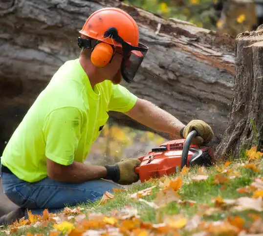 tree services Pasadena Park